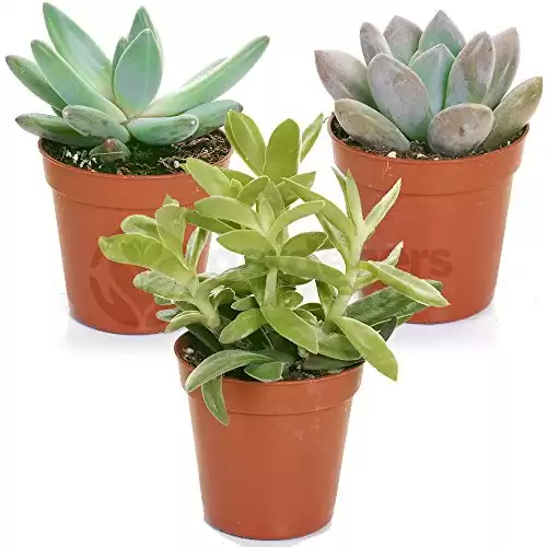 3 Different Succulent Plants